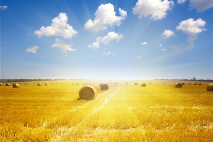 Contratti di Filiera