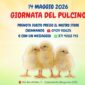 giornata_pulcino_mag26_news